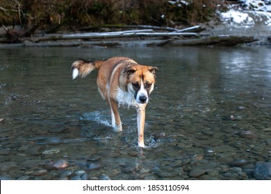 A Husky Cross Dog Walks Through A River That Is In The Process Of Freezing, Having To Break A Thin Sheet Of Ice On Top. The Dog Has A Red, Sore, Hot Spot On It's Front Paw.