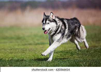 siberian husky running
