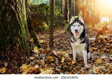 Husky dog in the autumn sunny park. Siberian husky dog stuck out tongue, smiling, friendly