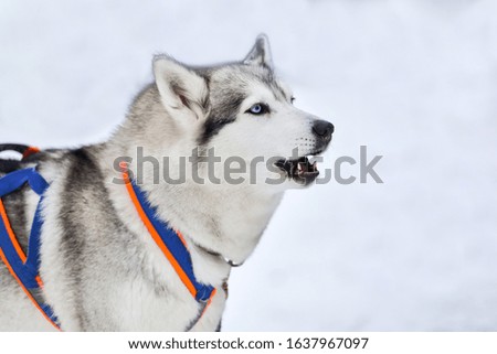 Husky dog barking, winter background. Funny pet on walking before sled dog racing.