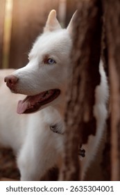 Husky Dog behind Tree at Sunset