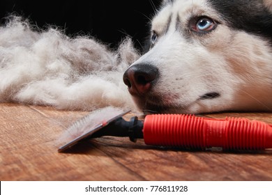 Husky Dog And Big Pile Fur With Dog Comb. Brush For Dog Hair. Slicker Brush.