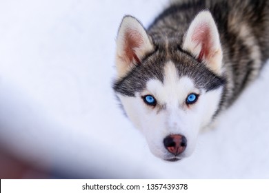 Husky Dog With Blue Eyes Intently Looking Straight At The Photographer