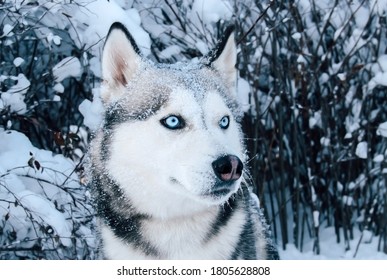 Husky dog with blue eyes in winter. Winter portrait of a Siberian husky.