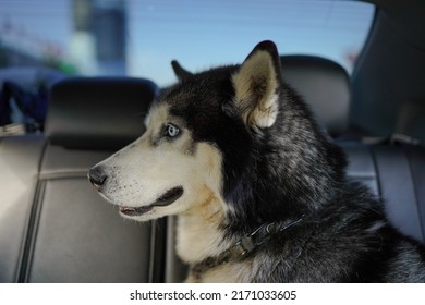 Husky Dog ​​in The Car.