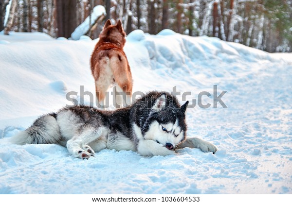 Husky Dog Cleaning Out Snow Paws の写真素材 今すぐ編集