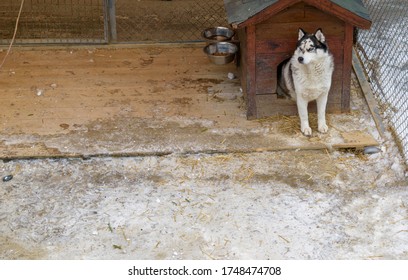 Husky Dog Comes Out Of The Booth In The Aviary. Snow. Nursery Concept.