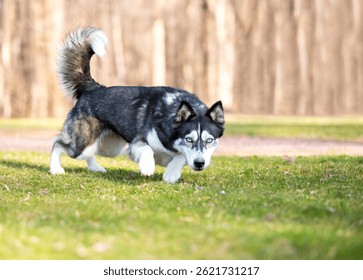 A Husky dog crouching in a stalking posture outdoors