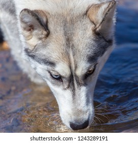 Husky Dog Drinking Water From A Stream In Nature