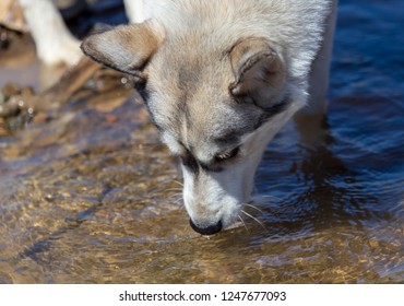 Husky Dog Drinking Water From A Stream In Nature