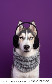 967 Animal earmuffs Images, Stock Photos & Vectors | Shutterstock