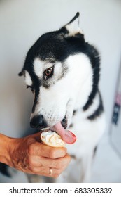 Husky Dog Eats Ice Cream In The Summer
