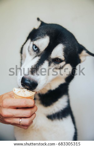 Husky dog eats ice cream in the summer
