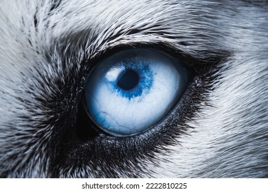 Husky Dog Eye Close Up