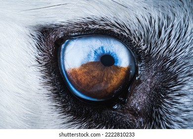 Husky Dog Eye Close Up