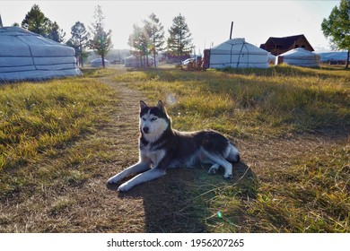 Husky Dog And Ger Yurts In Mongolia Travels