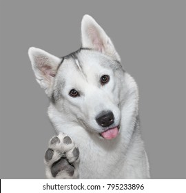 Husky Dog Gives A Paw Isolated