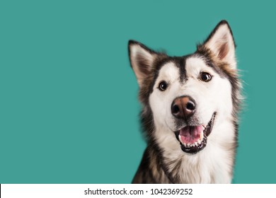 Husky Dog Isolated On Colored Background