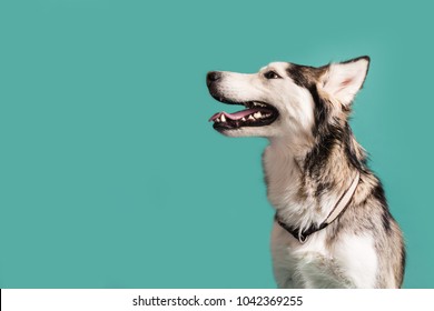 Husky Dog Isolated On Colored Background