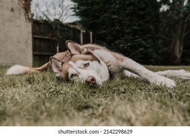 husky dog laying on the grass resting looking at the camera