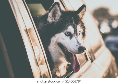 Husky Dog Looking Out The Car