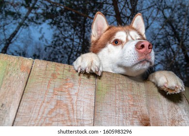 Husky Dog looking over a backyard fence. Siberian husky peering over wooden fence. Muzzle and paws dog over fence, bottom view.