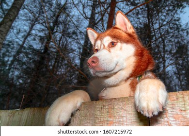 Husky Dog looking over a backyard fence. Dog peering over wooden fence. Paws husky dog over fence, bottom view. Night portrait.