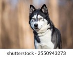 A Husky dog looking with a serious expression