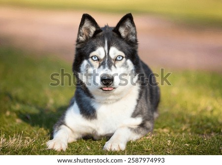 A Husky dog lying down in the grass and sticking its tongue out