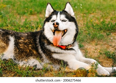 A Husky Husky Dog Is Lying On The Grass With Yellow Flowers, The Dog Has Stuck Out His Red Tongue. There Is A Dirty Tennis Ball Next To It. A Happy, Joyful Bitch Is Basking In The Sun, Squinting.