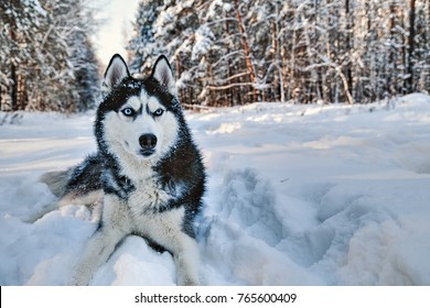 Husky dog lying in the snow. Black and white Siberian husky with blue eyes on a walk in winter park.