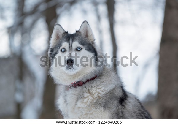 Husky Dog Lying Snow Grey Siberian の写真素材 今すぐ編集