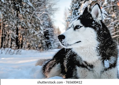 Imagenes Fotos De Stock Y Vectores Sobre Husky Arctic