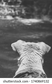 Husky Dog Mix Staring At Creek 