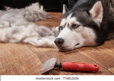 Husky dog in moulting and big pile fur with dog comb. Brush for dog hair. Slicker brush.