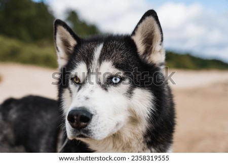 Husky dog with multi-colored eyes, close-up photo. High quality photo