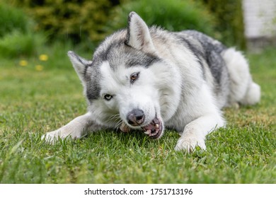 Husky Dog Nibbles A Treat Trachea Lying On The Green Grass. Snacks For Pets.