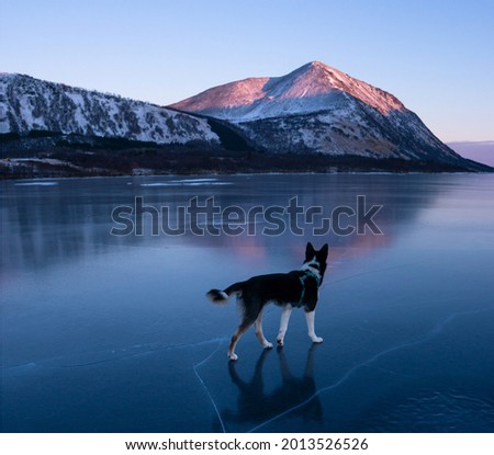 Husky Dog on a beautiful Frozen Lake