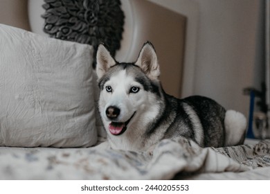A Husky dog on the couch in the apartment. A dog with blue eyes.