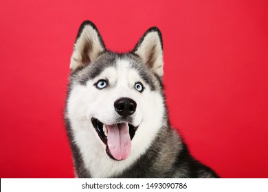 Husky Dog On Red Background