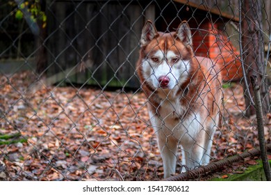 Husky Dog In Outdoor Chain Link Dog Kennel.