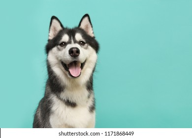 Husky dog portrait looking at the camera with mouth open on a turquoise blue background