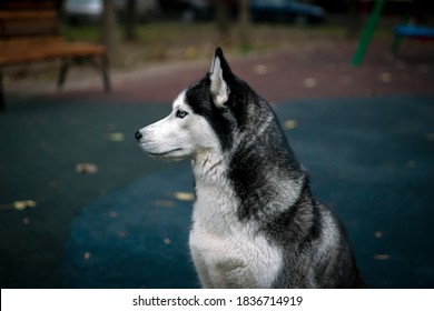 Husky Dog In Profile On A Blurry Background Of A Walking Path In The Park. Selective Focus.