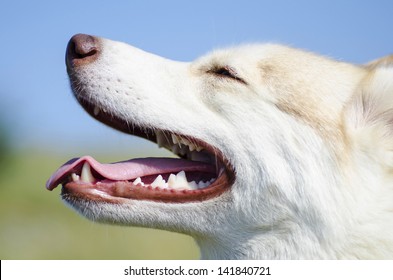Husky dog profile portrait outdoors. Beautiful white siberian husky dog smiling, showing its tongue and teeth, on sunny day