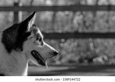 Husky Dog Profile Side View Stock Photo 1589144722 | Shutterstock