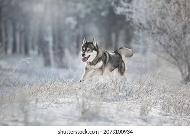 Husky Dog Run Free In Winter Snow Forest