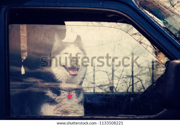 Husky dog sits in a loaded car for\
traveling in the rain and looks at us through the\
glass