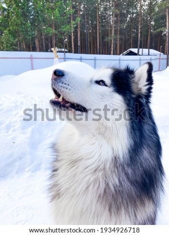 Similar – Image, Stock Photo White Samoyed dog beside lantern in snowy Lapland