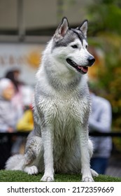 Husky Dog Sitting Straight In The Dog Park