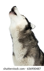 Husky Dog Sled Dog Breed Dog Head Howl Like A Wolf